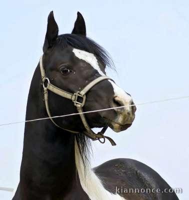 Etalon pintabian proposer pour saillies