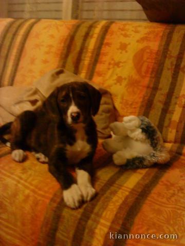 Perdu notre  chiot  Pepito