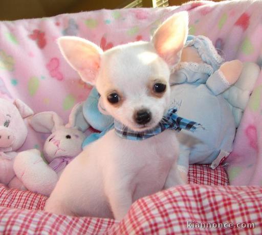 Deux adorables chiots chihuahua miniature