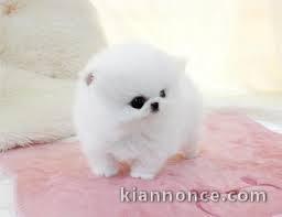 Adorables chiots race spitz nain a vendre. 