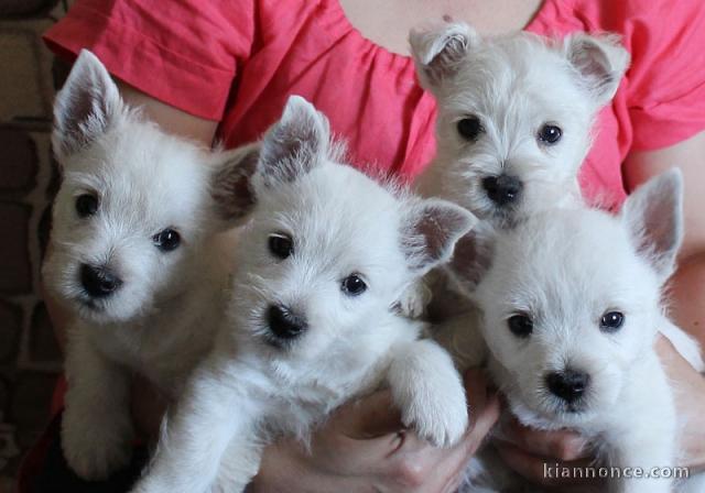 MAGNIFIQUES Chiot WESTI LOF 