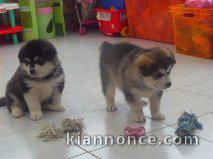 Saillie husky siberien