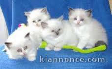 Magnifiques chatons de type Ragdoll