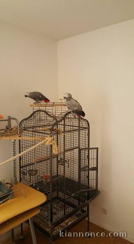 PERROQUETS GRIS DU GABON