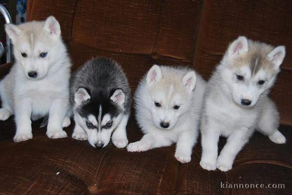  chiots husky de siberie 