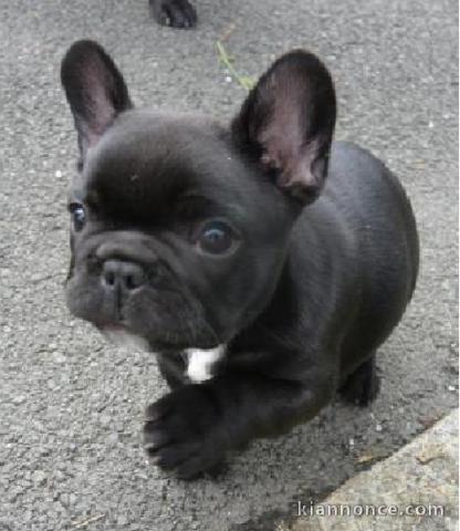 sociables et adorables chiots bouledogue français à donner