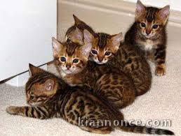 chatons bengal a donner