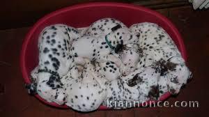 chiots dalmatien a donner