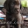  Chiots Labrador Chocolat LOF