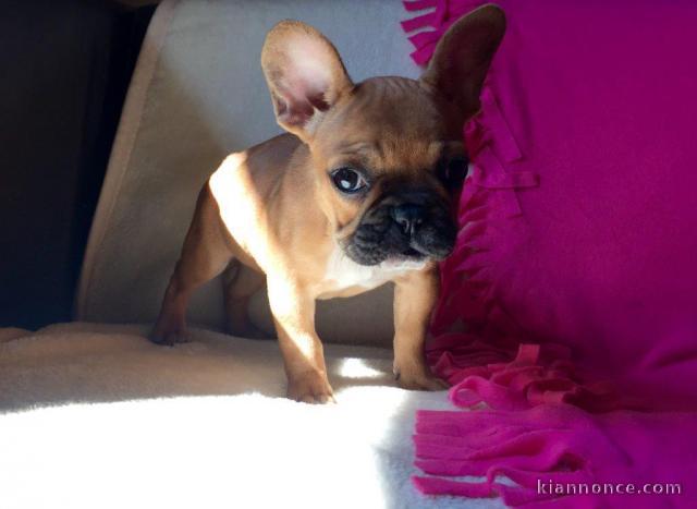 Donne contre bon soin  bouledogue français