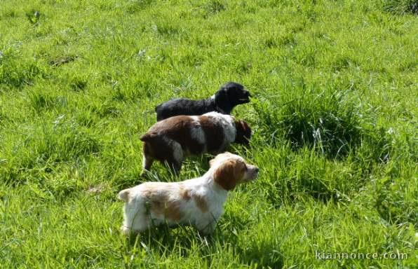 Adorable Chiot epagneul breton