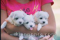 Magnifique chiots Bichon Maltais LOF