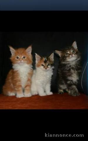 Magnifique chaton Maine Coon souche pure