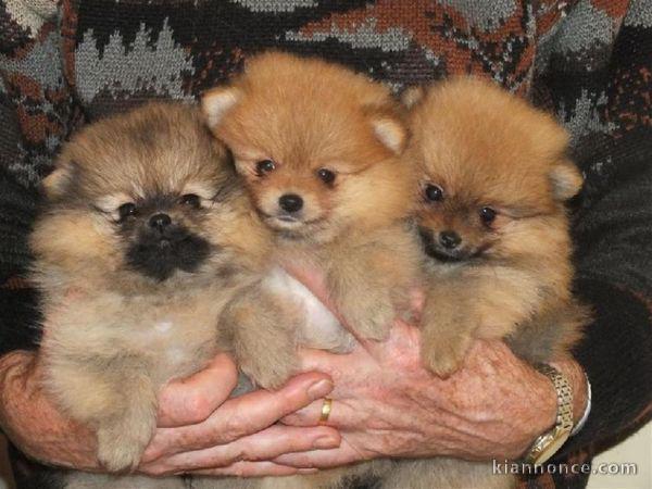 Chiots d\