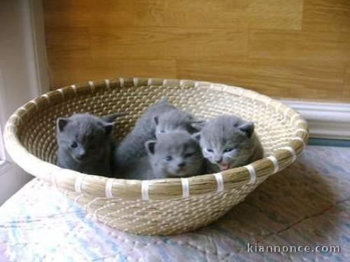 Jolis Chatons Chartreux de souche Pure à placer