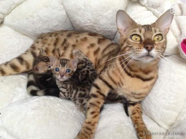 Superbes Chatons Bengal à réserver