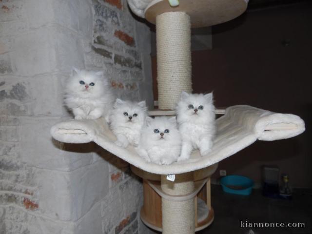 Adorable chatons Type Persan à adopter.