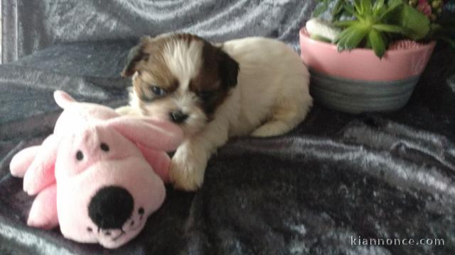  Donne Chiot shi tzu non lof a donner
