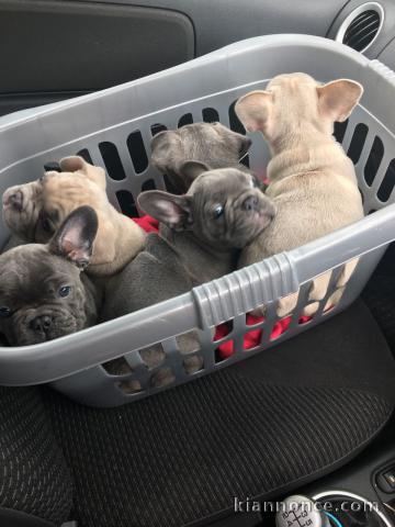 magnifiaues loulous disponibles de suit