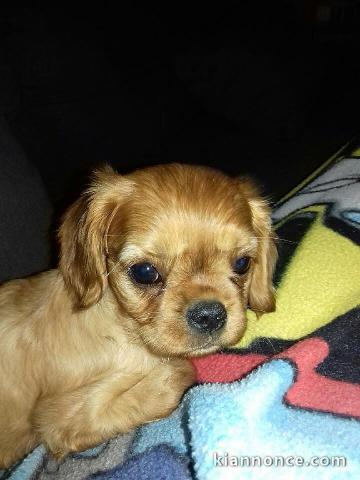  A DONNER CHIOT CAVALIER KING CHARLES FEMELLE NON LOF