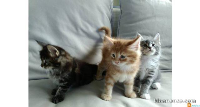 Magnifique Maine Coon loof pour adoption