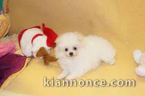 a reserver magnifique chiot spitz nain