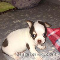 Adorable chiots CHIHUAHUA 