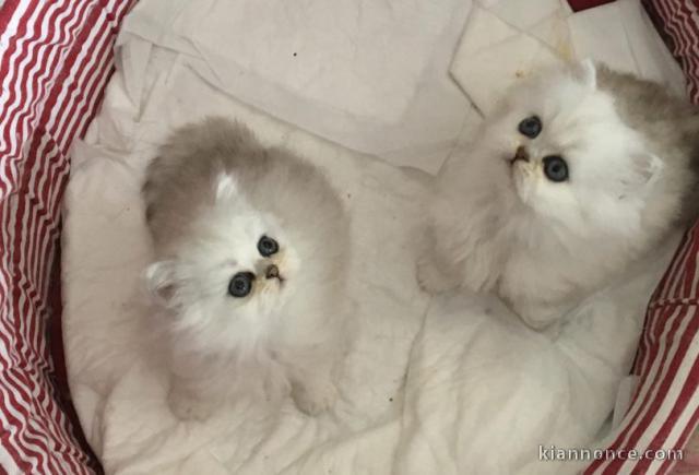Chatons Persan disponible de suite