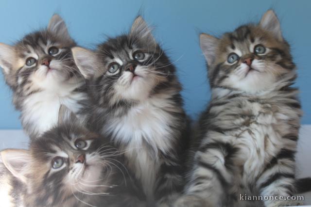 Magnifique Chaton siberien,