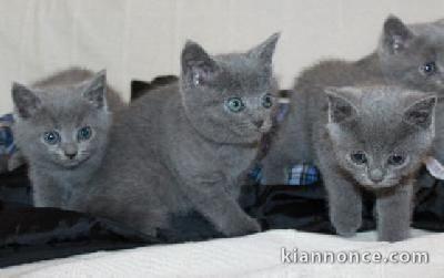  5 petites femelles et mâles Chartreux