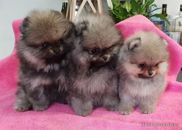 Chiots Spitz Nain Poméranien 