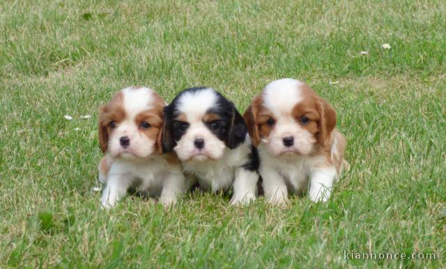 Beaux Chiots Cavaliers King Charles