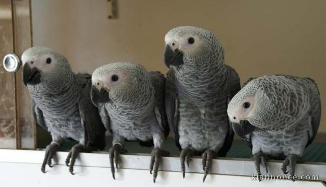 Exceptionnels Jeunes Perroquets Gris du Gabon Eam Parleurs
