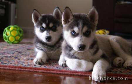 magnifique chiot husky sibérien