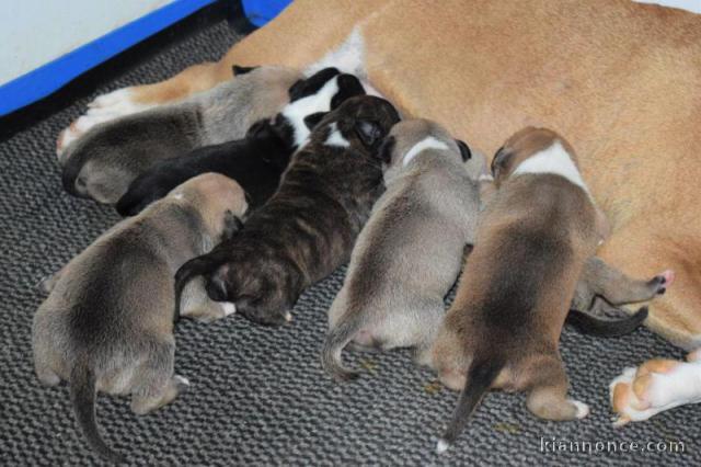 Magnifiques Chiots American Staffordshire Terrier Pure Race
