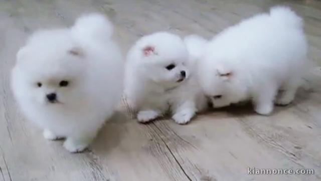 Disponible chiots spitz Nain