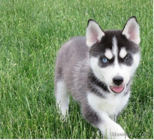 Magnifiques Chiots Husky Sibérien Lof