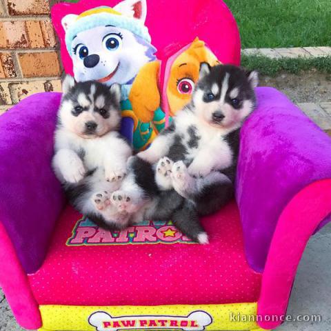 Magnifiques Chiots Husky Sibérien Lof