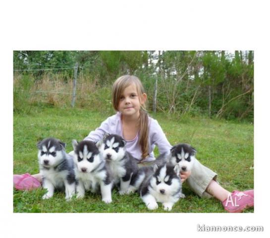 Disponibles «3 chiots husky sibérien