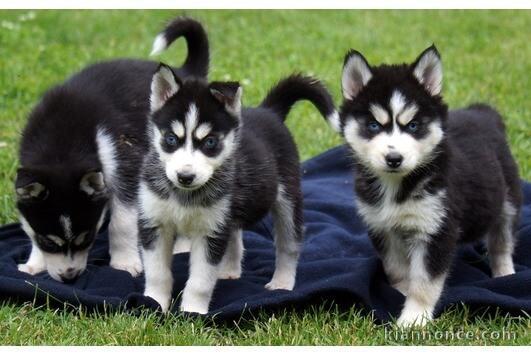 Magnifiques chiots berger allemand