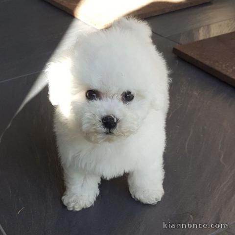 Mignons chihuahua a donner