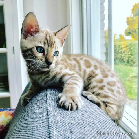 donne chaton bengal contre bon soin