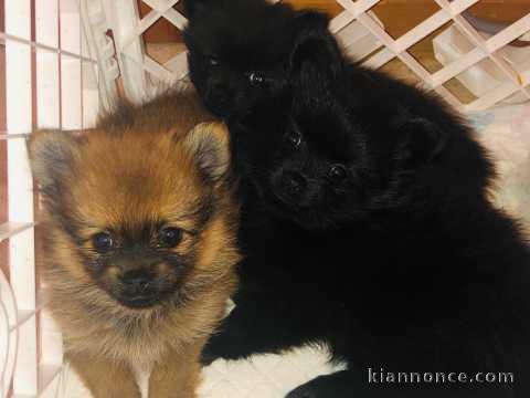 Spitz Poméranie a donner 69