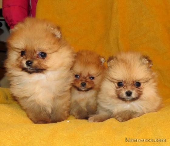 spitz nain a auvergne 