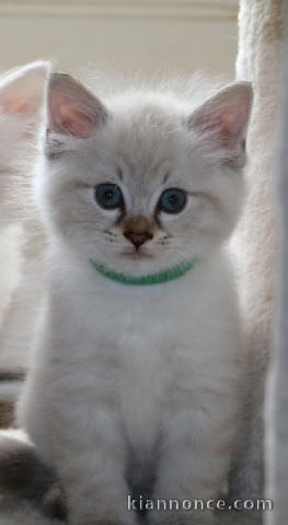 Chaton Sibérien  Bengal