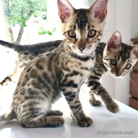 Adorables chatons bengal