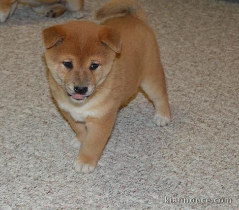 Chiots Shiba inu pour bonne maison