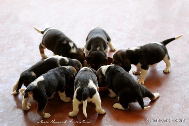 Magnifiques Chiots Beagle Pure Race