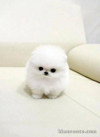 Femelle pomeranien disponibe