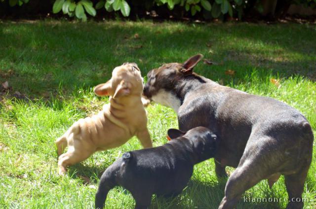 chiots bouledogue Français LOF